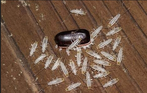 蟑螂的卵期