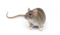 灭鼠公司介绍了商店是如何发现如何摧毁老鼠的