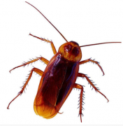 你对地下害虫和红色进口火蚁的危害了解多少？