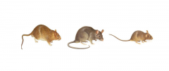 重庆专业摧毁老鼠灭鼠经验分享