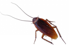 每个人都讨厌蟑螂，它有什么害处？