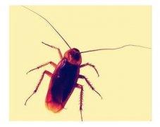 重庆杀虫公司告诉你如何预防和治疗害虫？家庭