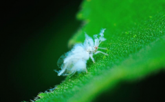 什么是棉蚜害虫？