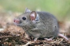 重庆灭鼠什么是生态灭鼠法