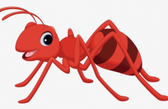 清波告诉你如何有效地杀死蚂蚁。