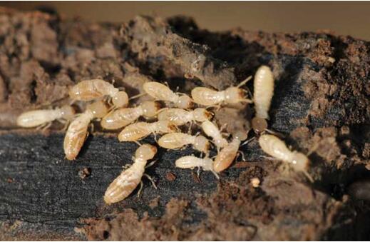 重庆杀虫公司：白蚁的危害到底有多大？