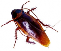 重庆杀虫公司：灭蟑螂的措施是什么？