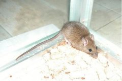 重庆老鼠有很多危险。让我来告诉你吧。