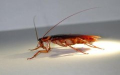 来自杀虫的专家帮助您分析蟑螂解决方案。