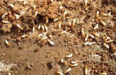 白蚁的基本知识防治方法是什么