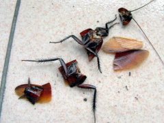 在重庆杀虫公司有什么方法可以杀死跳蚤