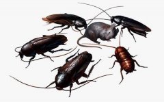 虫害防治知识：灭鼠有哪些消灭蟑螂的方法