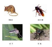 重庆灭蚊子公司
