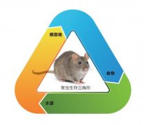 重庆灭鼠公司称你为科学的灭鼠方法