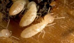 分析白蚁最可能藏在家里的什么地方