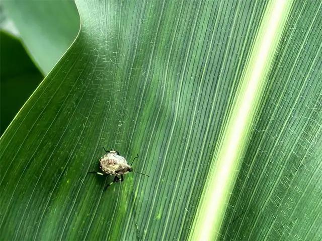 以虫治虫湖南桂阳放出41亿只虫子灭害虫绿色防控利器(图2)