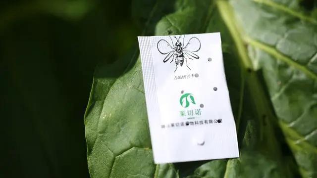 以虫治虫湖南桂阳放出41亿只虫子灭害虫绿色防控利器(图4)