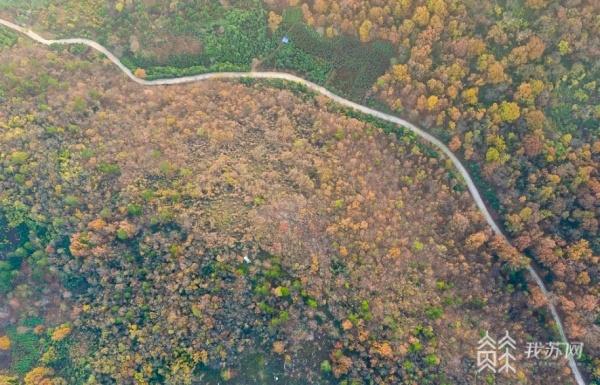 江苏发布2024年主要林业有害生物发生趋势预测(图1)