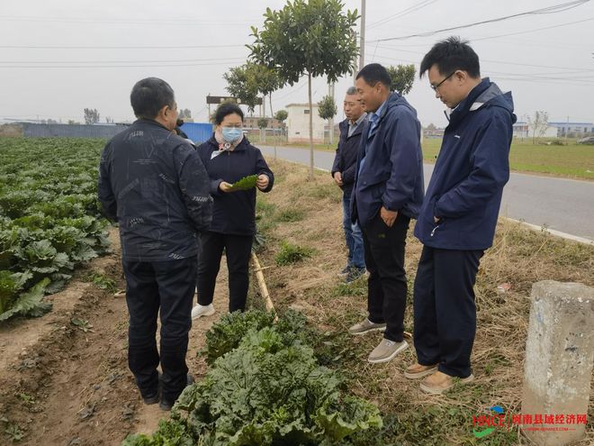 焦作高新区阳庙镇：科学施药环保有序灭虫害