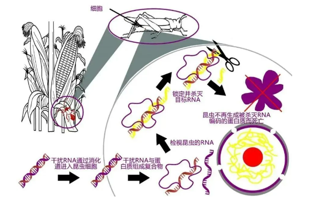 我国生物农药产业潜力涌动！这些细分赛道及其潜力企业备受瞩目(图6)