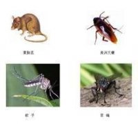 各种防治蚊子的方法技巧被分享