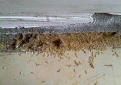 白蚁对人体健康有害吗