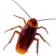 蟑螂的若虫特征是什么