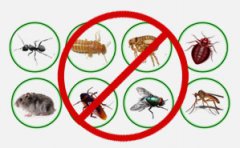重庆杀虫公司告诉你怎么去杀虫怎么去检测