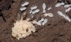 如何预防白蚁，哪些方法会更有效