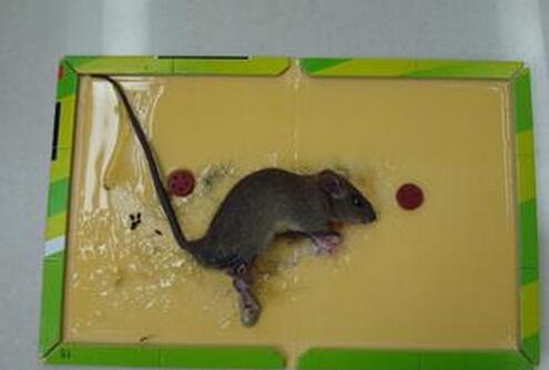 重庆灭鼠：如何正确使用粘鼠板